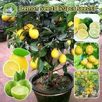 ราคา [งอกง่าย/COD] เลม่อน เมล็ดพันธุ์ผลไม้ Edible Dwarf Lemon Seeds Lemon Fruit Seeds for Planting Lemon Tree Seeds ต้นมะนาวเลม่อน เมล็ดพันธุ์ ต้นมะนาว เมล็ดบอนสี ต้นมะนาวเลม่อนพันธุ์ (1731436788568459397)