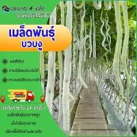 ราคา 4เมล็ดเมล็ดพันบวบงูอนาคอนด้า เมล็ดพันธุ์ บวบงูขาว เมล็ดพันธุ์บวบงูเมล็ดพันธุ์ บวบงูยาวยักษ์ งอกง่าย โตไว ยาวเกือบ 1-2 เมตร ผลดก (1731336016889809212)