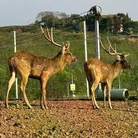 ราคา ชุดกวางตัดเขาเพื่อผลิตเขาอ่อนแปรรูปผลิตภัณฑ์เขาสกัดให้เกิดผลผลิตทุกปี (1732195391675468416)