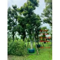 ราคา ต้นมั่งมีหรือ เฉียงพร้านางแอ ไม้มงคล (1731552949922793754)