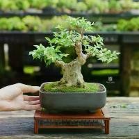 ราคา Bonsaistory | บอนไซ ˚⋆ โมกหนูลา ⋆˚((พร้อมส่ง)) มีวิธีการดูแล+ปุ๋ยแถมไปให้ค่ะ (1731392721479109056)