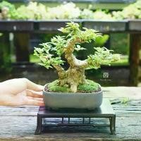 ราคา Bonsaistory | บอนไซ ˚⋆โมกหนูลา⋆˚((พร้อมส่ง)) มีวิธีการดูแล+ปุ๋ยแถมไปให้ด้วย (1731148249644435904)