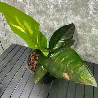 ราคา กระถางใส่ต้นโชคเก้าชั้นด่างชมพู (1729780097845857237)