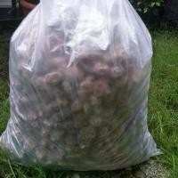 ราคา พร้อมส่ง. มะขามคลุกน้ำตาลไร้เมล็ดยกถุง 5 กก (1731252243778537297)