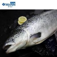 ราคา Warin : ปลาแซลมอนชิลีตัว แบบแช่แข็ง (5-6 กก/ตัว) Frozen Chile Salmon (5-6 KG/PC) (1730953437332409081)