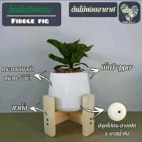 ราคา ไทรใบสักแคระ" Mini Fiddle Fig " (ต้นไม้ฟอกอากาศ) พร้อมกระถางเบลล่า5"นิ้ว"+เม็ดPopper+ขาตั้ง ขายร้อน (1731396058447841132)