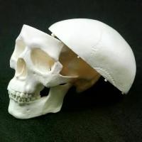 ราคา โมเดลหัวกะโหลก, กะโหลกที่ถอดออกได้, หมวกหัวกะโหลก, สะดวก, โมเดลหัวมนุษย์, เหมาะสำหรับการศึกษา, ทำจากเรซิน, หัวกะโหลกศีรษะทางการแพทย์, อุปกรณ์การเรียน, 92x99x71mm (1732121888260785377)