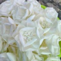 ราคา ดอกไม้ประดิษฐ์จากต้นโสน ขนาด 6.5 ซม. กลีบม้วนย่น เกสรสับฟันแหลม ตกแต่งซุ้ม แจกัน ช่อดอกไม้สวย (1731982899516311058)