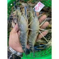 ราคา กุ้งแม่น้ำตัวผู้ กุ้งสดๆ แล้วนำไปแช่แข็ง ตัวใหญ่ๆเนื้อแน่นๆ ไซส์10-15ตัวต่อ1กิโลกรัม แบ่งขายแพ็คละ1กิโลกรัม (1731101533023996458)