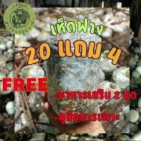 ราคา เชื้อเห็ดฟาง [20แถม4ก้อน]+[อาหารเสริม3ชนิด #2ชุด] (1732459558783583394)