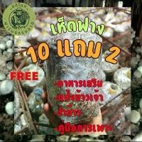 ราคา เชื้อเห็ดฟาง [12ก้อน]+[อาหารเสริม3ชนิด] เชื้อเห็ดคุณภาพ (1732459297701201058)