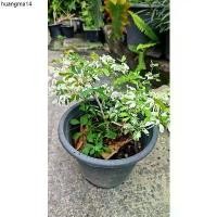 ราคา ขายดีประจำเดือนนี้ ต้นมะขามเทศด่างกระถาง 8 นิ้ว บอนไซ ต้นไม้ด่าง ดิน ปุ๋ย กระถาง มะขาม ผักสลัด สมุนไพร ญี่ปุ่น ใบสีชมพู ไม้ฟอกอากาศ ไม้มงคล (1732381806452442425)