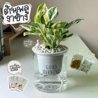 ราคา จัดส่งฟรี กทม ต้นพลูงาช้างพร้อมกระถาง+ตุ๊กตาปัก1ชิ้น+หิน+ปุ๋ย เลี้ยงในบ้านได้ฟอกอากาศ(ขอการ์ดได้ปกติแต่งดเขียนการ์ดถึงวันที่13ค่ะ) (1732269485944440686)