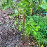 ราคา ต้นมะนาวไข่ ลูกดกน้ำเยอะ 2 ต้น 250 บาทส่งฟรี ปุ๋ย สูตร (1731385732160521519)