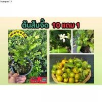 ราคา ที่นิยมมากที่สุด ต้นส้มจี๊ด ส้มมะมะปิ๊ด กระถาง 6 นิ้ว ผลไม้ มะนาว มะนาวแป้น ส้ม ส้มซ่า ผักสวนครัว ผักสลัด ดิน หิน ปุ๋ย กระถาง ธรรมชาติ (1732381818492257571)
