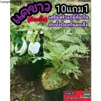 ราคา จัดส่งเฉพาะจุด ต้นแคบ้านดอกขาว ต้นสายพันธุ์เตี้ย ผักสวนครัว ต้นกล้าไม้ สลัด น้ำพริก สมุนไพร ดับกลิ่นปาก ปุ๋ย ดิน กระถาง จัดสวน สด แคนา (1732381777748067366)