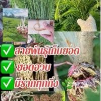 ราคา กิ่งชะอม 100กิ่งแถม3 ส่งฟรี หนามน้อยสายพันธุ์เน้นเก็บยอด ปุ๋ย เกล็ด น้ํา (1732241002766305583)