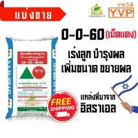 ราคา ปุ๋ย 0-0-60 วาย.วี.พี. (เม็ดแดง) เร่งผล เร่งหวาน สร้างแป้ง เพิ่มน้ำหนัก สีสัน และเพิ่มคุณภาพผลผลิต ปุ๋ยโพแทสเซียมคลอไรด์ แหล่งที่มาจากทะเลเดดซี ประเทศอิสราเอล (1731956963082405783)
