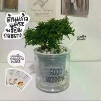 ราคา (พร้อมส่ง)ต้นแก้วแคระพร้อมกระถาง+ตุ๊กตาตกแต่ง1ชิ้น+หินสีขาว+ปุ๋ย เป็นไม้ดอกสีขาว กลิ่นหอม วางไว้ตกแต่งโต๊ะทำงาน หรือวางภายในบ้านได้ (ขอการ์ดพิมพ์แจ้งช่องหมายเหตุเท่านั้น) (1730282919644596691)