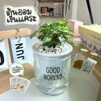 ราคา ต้นออมเงินแคระพร้อมกระถาง+หิน+ปุ๋ย+ตุ๊กตาปักตกแต่ง (1731988139945395667)