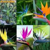 ราคา (1ต้น) มี5สีให้เลือก ต้น ดอก เบิร์ดออฟพาราไดซ์ เบิร์ด bird of paradise เฮลิโคเนีย heliconia ปักษาสวรรค์ เบิร์ด (1730026062540671317)