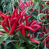 ราคา เมล็ดพันธุ์พริกจินดาแดง ตราเจียไต๋ ประมาณ50เมล็ด BIRD CHILLI เมล็ดพันธุ์พริกจินดาแดง เมล็ดพริก เมล็ดพันธุ์พริก พริกจินดา (1731668778051603141)