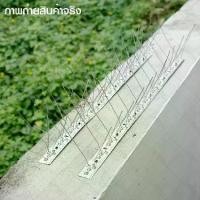 ราคา หนามกันนก แบบเส้น 24 เส้น ฐาน Stainless ยาว 50 เซนติเมตร (1ชุด) Bird Spike หนามไล่นก หนามกันนกเกาะ (1730651942598641994)