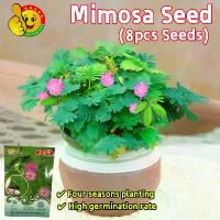 ราคา ปลูกง่าย ปลูกได้ทั่วไทย งอกง่าย เมล็ดพันธุ์ Mimosa Seeds for Planting Rare Mimosa Plants Seeds ขลัง เมล็ดพันธุ์ดอกไม้ กล้วยไม้หน้าลิง ต้นหน้าลิง เมล็ดดอกไม้ ของแต่งบ้าน บอนสีหายากไทย (1732140987841152