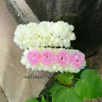 ราคา ดอกมะลิแย้มบานหวีสับ ดอกไม้ติดผมเจ้าสาว นางรำ ชุดไทย (1732229554950210643)