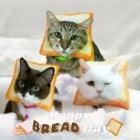 ราคา Playperdoll | หมวกขนมปังแมว หมวกสัตว์เลี้ยง หมวกสำหรับหมาตัวเล็ก หมวกคอสเพลย์ พร็อพถ่ายรูปน่ารักๆ ขนมปังปิ้ง ของใช้สัตว์เลี้ยง หมวกแฟนซี สไตล์ญี่ปุ่น สำหรับรอบหัว 8-9 นิ้ว (1732360918935766646)