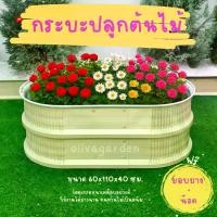 ราคา กระถางปลูกต้นไม้ แปลงปลูกผัก ทรงสูง (40 ซม.) สีขาว,ครีม กระบะดอกไม้ จัดสวนสไตล์มินิมอล (1730905558417508968)