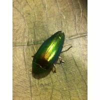 ราคา ของแท้ 100% เข็มกลัดแมลงทับแท้เครื่องประดับสำหรับท่านชาย เหรียญ หลวง พ่อ คูณ หลังยันต์ ไตรสรณคมณ์ ปี 2521 เบี้ย แก้ สาย วัดกลาง บางแก้ว ธูปพระพิฆเนศไทยนอยลาว ล็อกเก็ต พ่อแม่ (1732087140705338839)