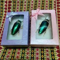 ราคา ของแท้ 100% เข็มกลัดแมลงทับหุบปีก พร้อมกล่องของขวัญคละสี ขาย พระ สร้อย แฟชั่น รับ เลี่ยม พระกัน น้ํา ด้วย ระบบ เลเซอร์ เหรียญ หลังยันต์ ไตรสรณคมณ์ ปี 2521 ต่าง หู ห่วง ร (1732331285038990807)