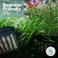 ราคา พืชน้ำ, Sagittaria Sabulata, กระถางจม, แช่ หิน ใส่ ตู้ปลา โมเดลบ้าน โบราณ แต่ง มอส ไม้ น้ํา ตุ๊กตา เกาะขอบ อ่าง ปลา ปลากัด เรืองแสง ที่ ออก กําลังกาย ล่อ ลาย ธงชาติ ดิน เลี้ยง ใน (1732489326716486878)