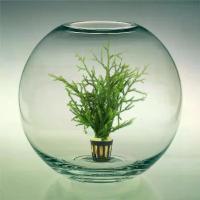 ราคา มอสน้ําใส่ตู้ปลา ไม้น้ําเลี้ยงอ่างปลา ไม้ตกแต่งตู้ปลาพืชน้ำขี้เกียจ, เหง้า Staghorn, ทนทาน, ทนต่ออุณหภูมิต่ำ, มอส, ขวดนิเวศพิพิธภัณฑ์สัตว์น้ำ, ถังฝักบัวฝน, ที่บังแดดปรับภูมิทัศน (1731243171236971566)