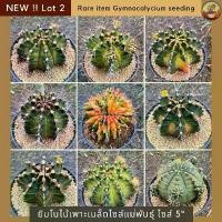 ราคา [NEW !! Lot-2] ยิมโนด่างคัดเกรดไซส์แม่พันธุ์ กระถาง 5 นิ้ว ไม้เพาะเมล็ด cactus กระบองเพชรคัดเกรด (1732401423184070249)