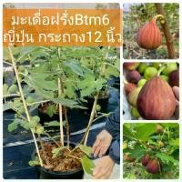 ราคา ต้นมะเดื่อฝรั่งbtm6 สายพันธุ์ญี่ปุ่น กระถาง12 นิ้ว ติดผล ทุกต้น สูง1เมตร (1731799412272826730)