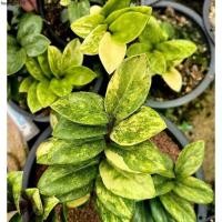 ราคา ที่นิยมมากที่สุด กวักมรกตแคระด่างเหลือง/กระถาง2"/ใบตัดสดพึ่งชำ15/07/68 (1732237986229945637)