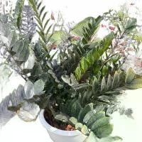 ราคา ต้นกวักมรกตดำ Zamioculcas zamiifolia สายพันธุ์สีดำ ใบดำเงา เข้ม กระถาง 20นิ้ว ไม้มงคล (1730618420447250937)