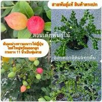 ราคา ต้นมะม่วงหาวมะนาวโห่ญี่ปุ่น ไซด์ใหญ่พร้อมออกลูก กระถาง 11 นิ้วเป็นพุ่มสวย (1732582760807433674)