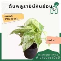 ราคา พลูด่างราชินีหินอ่อน กระถาง 4 นิ้ว (1732269243669186266)