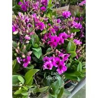 ราคา กล้วยไม้หวายแคระ กระถาง 4 (ชุด 10 ต้น) (1732509910889956494)