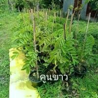 ราคา ต้นคูณสีขาว กระถาง 11 นิ้วขยายพันธุ์ด้วยการเสียบยอด ไม่กลายพันธุ์ (จำนวน2ต้น) สูง50-80เซนติเมตร (1730194395013155497)