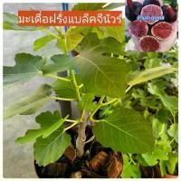 ราคา ต้นมะเดื่อฝรั่งแบล็คจีนีวร์ มะเดื่อสายพันธุ์อิตาลี่ กระถาง6 นิ้ว ตอนกิ่ง รากแน่นๆ (1731791082621668216)