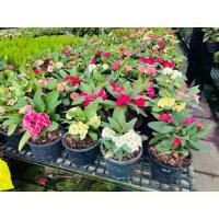 ราคา [พร้อมส่ง] โป๊ยเซียน Euphorbia milii Des Moul.ดอกธรรมดา กระถาง6-7นิ้ว (1732255022864565753)