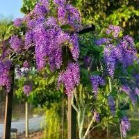 ราคา ต้นพวงครามออสเตรเลีย กระถาง 15 นิ้ว ความสูงประมาณ 130-160 CM สั่งได้ออเดอร์ละ 1 ต้นเท่านั้น (1731570836331530663)