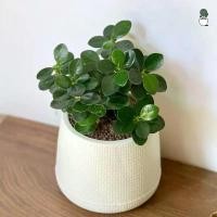 ราคา ไม้มงคล ช้อนเงินช้อนทอง ไซส์ กระถาง 5 นิ้ว ไม้ประดับบ้าน ไม้มงคลยอดนิยม ตกแต่งบ้าน ต้นช้อนเงินช้อนทอง COD (1732686969734202803)