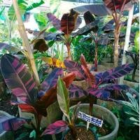 ราคา กล้วยด่างชุมพุ กล้วยโนโนะ ราชินีกล้วยด่าง ไม้มหามงคล ปลูกเสริมดวง ค้าขายร่ำรวย 1กระถาง (1731161112081304334)