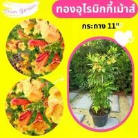 ราคา ต้นทองอุไรมิกกี้เม้าส์ กระถาง 11" (1 ต้น / 1 คำสั่งซื้อ) (1732684713372780537)