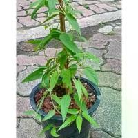 ราคา เถาตดหมูตดหมา ต้นสมุนไพร ตดหมู ตดหมา พาโหม กระพังโหม ใบเรียวเล็ก กระถาง 8 นิ้ว (จำกัด กล่องละ 1 ต้นค่ะ) (1732684663208052142)